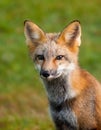 Portrait of a young red fox