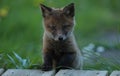 Red fox cub portrait Royalty Free Stock Photo