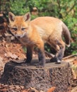 Portrait of young red fox standing on the tree trunk in the forest with green fir branches on the foreground, Royalty Free Stock Photo