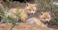 Portrait of young red foxes near their den surrounded by green fir branches Royalty Free Stock Photo