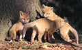 Portrait of young red foxes playing in the forest