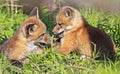 Portrait of young red foxes playing near their den with green foreground