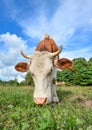 Portrait of young red and white spotted cow. Cow muzzle close up. Cow grazing on the farm