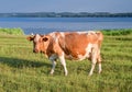 Portrait of young red and white spotted cow on a pasture by the river . Cow full length close up. Cow grazing on the farm meadow. Royalty Free Stock Photo