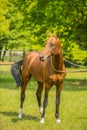 Portrait of young reddish stallion Royalty Free Stock Photo