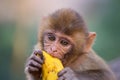 Portrait of young Rhesus macaque eating banana