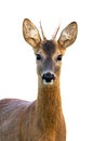 Portrait of young roe deer buck isolated on white background. Royalty Free Stock Photo