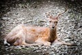 Portrait of  young roe deer lying on ground. Animal theme Royalty Free Stock Photo