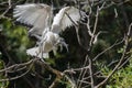 Portrait of a young sacred ibis Royalty Free Stock Photo