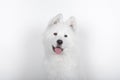Portrait of a Young Samoyed man looking at camera on a white background Royalty Free Stock Photo