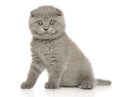 Portrait of a young scottish fold kitten