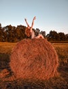 Portrait of young sexy woman with red hair on the haystack in morning sunlight, countryside. Beautiful woman in a dress sits on a Royalty Free Stock Photo
