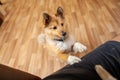 Portrait of a young Shetland Sheepdog