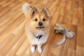 Portrait of a young Shetland Sheepdog