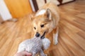 Portrait of a young Shetland Sheepdog