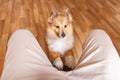 A Shetland Sheepdog indoors