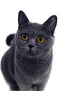 Portrait of young short-haired British gray cat Royalty Free Stock Photo