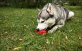 Portrait of a young Siberian husky with a red ball in his mouth. They lie on the green grass in a dog-friendly park Royalty Free Stock Photo