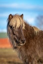 Portrait of a young silver dapple colored Icelandic horse Royalty Free Stock Photo