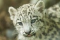 Portrait of young snow leopard Royalty Free Stock Photo