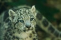 Portrait of young snow leopard Royalty Free Stock Photo