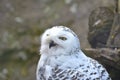 Portrait of a young snow owl Royalty Free Stock Photo