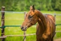 Portrait of young stallion standing in a paddock