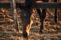 Portrait of young stallion at sunset on farm. Beautiful brown thoroughbred horse stands behind wooden paddock and eats dry hay Royalty Free Stock Photo