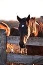 Portrait of young stallion at sunset on farm. Beautiful brown thoroughbred horse stands behind wooden paddock and looks with Royalty Free Stock Photo