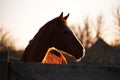 Portrait of young stallion at sunset on farm. Beautiful brown thoroughbred horse stands behind wooden paddock and looks with Royalty Free Stock Photo