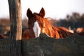 Portrait of young stallion at sunset on farm. Beautiful brown thoroughbred horse stands behind wooden paddock and looks with Royalty Free Stock Photo