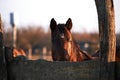 Portrait of young stallion at sunset on farm. Beautiful brown thoroughbred horse stands behind wooden paddock and looks with Royalty Free Stock Photo