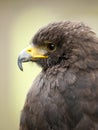 Portrait of a young steppe eagle Royalty Free Stock Photo