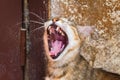 Portrait of the young street cat with open jaws in the Fez, Morocco