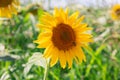 Portrait of a young sunflower inflorescence facing the sun. Green grass and other sunflowers in the background out of focus, Royalty Free Stock Photo