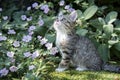 Young tabby kitten outside in a garden with foliage and flowers Royalty Free Stock Photo