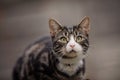 Portrait of Young Tabby and White Cat Royalty Free Stock Photo