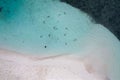 A portrait of young tourist woman standing among reef sharks. Royalty Free Stock Photo