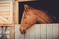 Young trakehner chestnut mare horse looking out from stall daytime