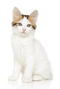 Portrait of a young Turkish Angora kitten