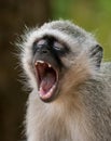 Portrait of a young vervet monkey yawning