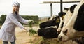 Portrait of Young vet feeding cows in cowhouse outdoors Royalty Free Stock Photo