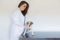 Portrait of a young veterinarian woman examining a cute small dog by using stethoscope, isolated on white background. Indoors Royalty Free Stock Photo