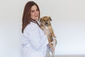 Portrait of a young veterinarian woman examining a cute small dog by using stethoscope, isolated on white background. Indoors Royalty Free Stock Photo