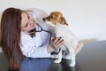 Portrait of a young veterinarian woman examining a cute small dog by using stethoscope,  on white background. Indoors Royalty Free Stock Photo