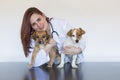 Portrait of a young veterinarian woman examining two cute small dogs by using stethoscope, isolated on white background. Indoors Royalty Free Stock Photo