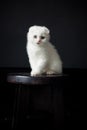 Portrait of a young white fluffy Scottish fold cat, sitting on a black chair