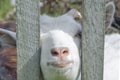 Portrait of a young white goat behind a wooden fence in the village. The animal looking at the camera, posing and leaving the farm Royalty Free Stock Photo