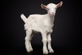 Portrait of a young white goat Royalty Free Stock Photo