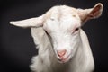 Portrait of a young white goat Royalty Free Stock Photo